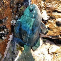 フカセ‥最高ですネ・・