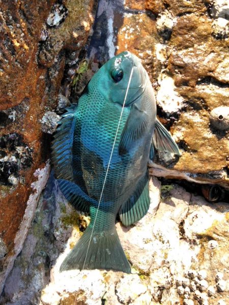 フカセ‥最高ですネ・・