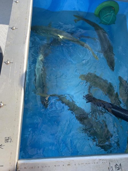 夫婦でジギング@白鶴丸