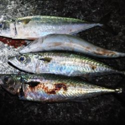 尺アジ！！大サバ！！