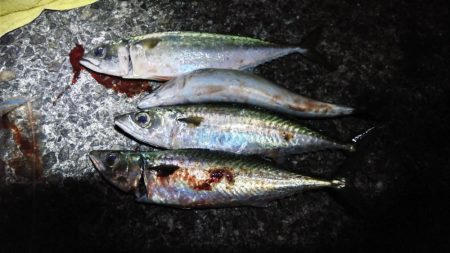 尺アジ！！大サバ！！