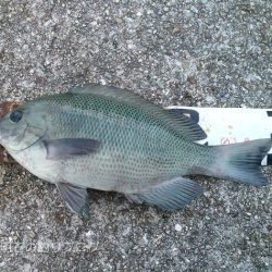 大サバ居ました!