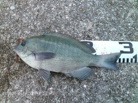 大サバ居ました!