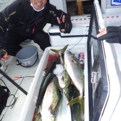 鳴門ブリが連発。