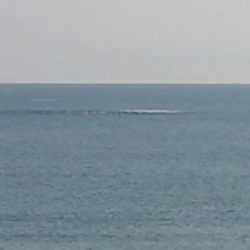 喰わないナブラ