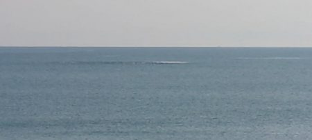 喰わないナブラ