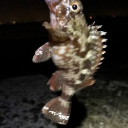 ジグ単でガシラ