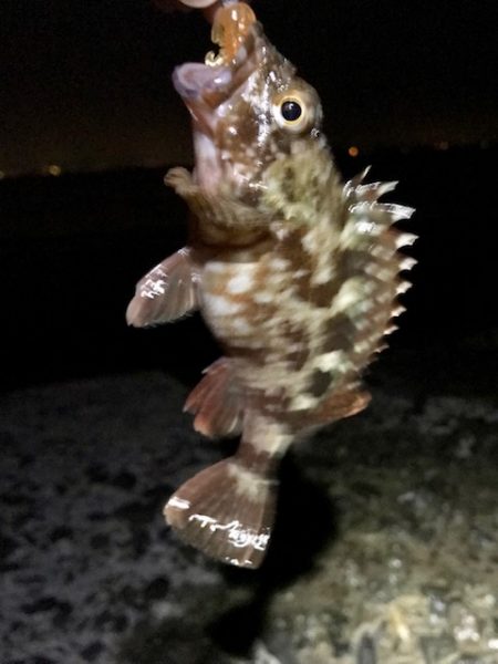 ジグ単でガシラ