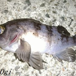 エビ撒きは強い！良型も登場