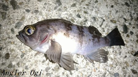 エビ撒きは強い！良型も登場