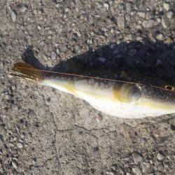 ちび五目釣り達成‼️