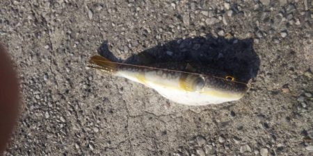 ちび五目釣り達成‼️