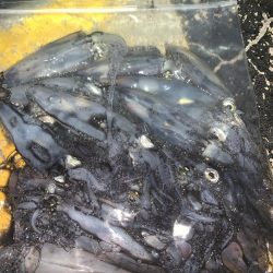 ヒイカ12  メバル①