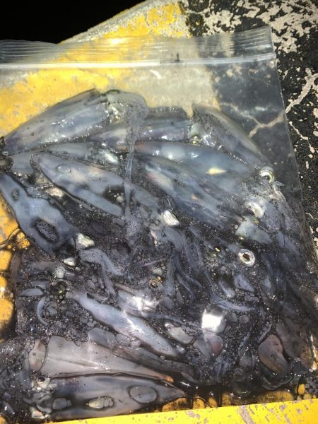 ヒイカ12  メバル①