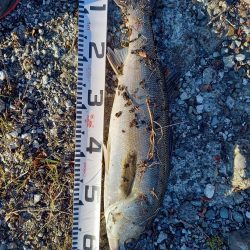 二日連続ランカーゲット