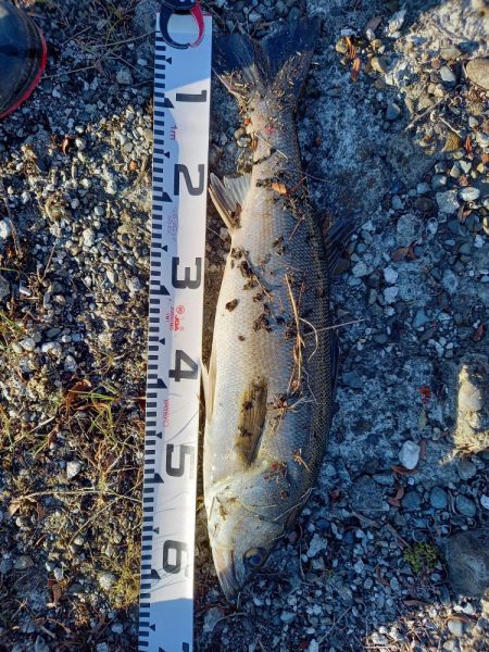 二日連続ランカーゲット