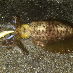 ナイトエギング♪