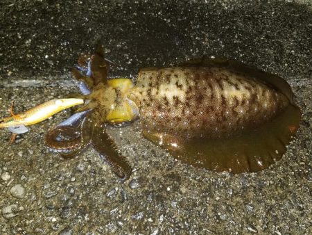 ナイトエギング♪