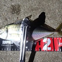 タチウオ ツ抜け 今シーズン2回目