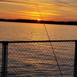 プチファミリーフィッシング　GAME