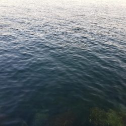 セイゴ爆釣 ボイル祭り