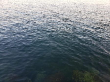 セイゴ爆釣 ボイル祭り