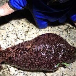 メバリングで・・・