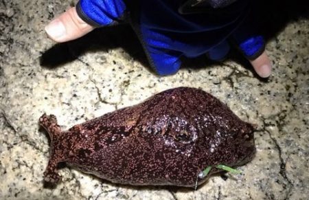 メバリングで・・・