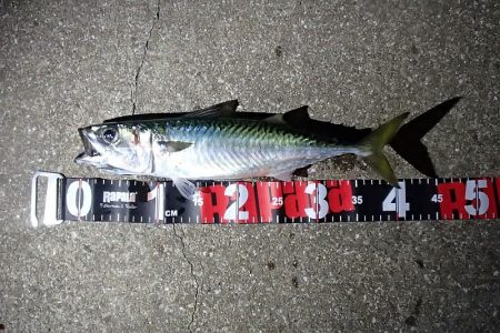 意外と高活性なタチウオ