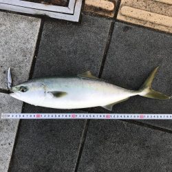 ハマチ47cm 1匹