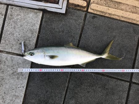 ハマチ47cm 1匹