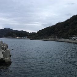 ホウボウ50ｃｍ　1匹