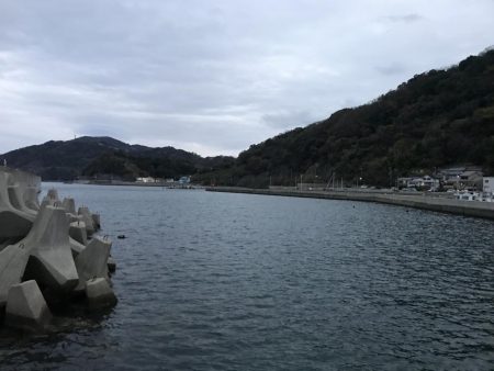 ホウボウ50ｃｍ　1匹