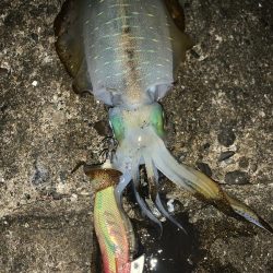 月夜のナイトエギング!3連発からの1発 合計1810キロ