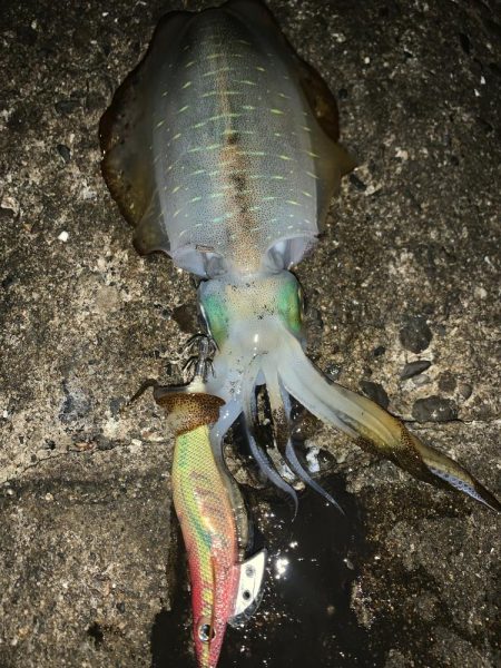 月夜のナイトエギング!3連発からの1発 合計1810キロ