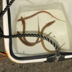 名古屋港でアナゴ釣り