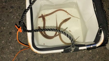 名古屋港でアナゴ釣り