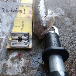 プチsalt water game