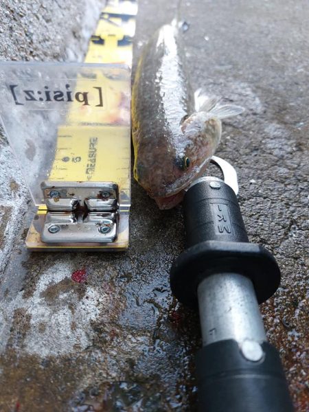 プチsalt water game