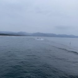 ほぼ入れ食い（笑）投げたら出る！