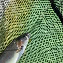 亀岡市かめプー