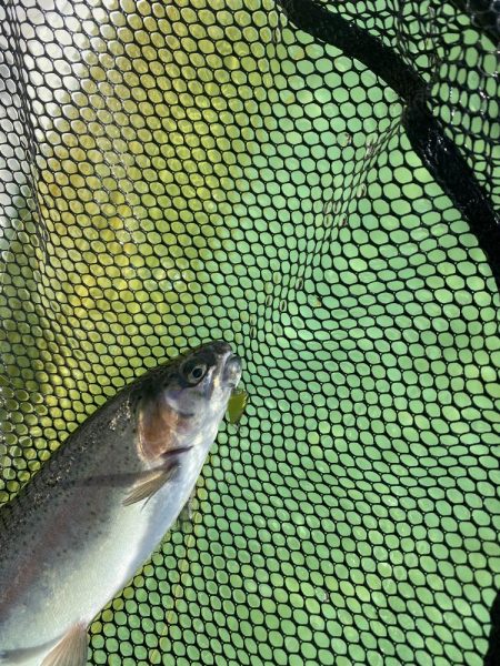 亀岡市かめプー