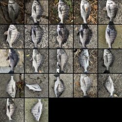 イチノ兄弟、釣果!