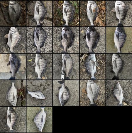 イチノ兄弟、釣果!