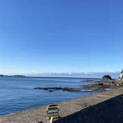 アオリイカ、太刀魚