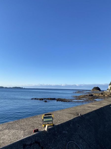 アオリイカ、太刀魚