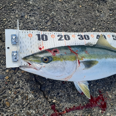 ギリメジ!ブリいった思たのに!