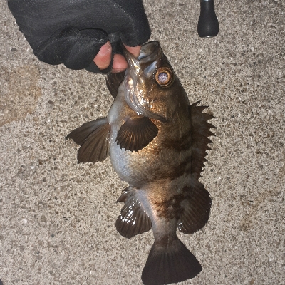 再度メバル調査へ