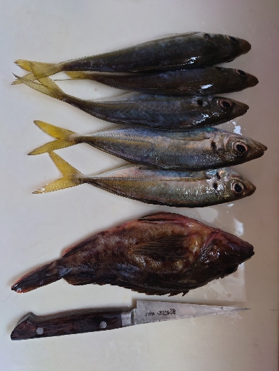 今年度最終釣行