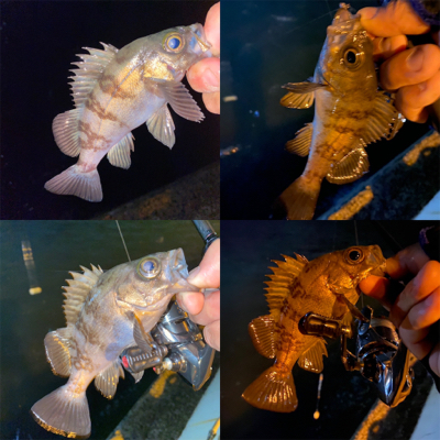 宵姫爽S78Mでシャローフリーク